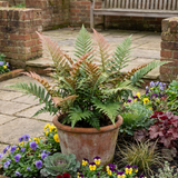 Set of 3 or 6 Japanese Shield Fern Dryopteris Erythrosora Prolifica, Hardy Shade Perennial Plants, 1 Litre Root Ball