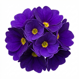 Set of 3 or 6 Primula Little Queen Violet Hardy Perennial Plants, Bee Friendly Spring Flowering, Outdoor Garden Ready, 1 Litre Root-Ball