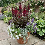 Set of 3 or 6 Lobelia Starship Burgundy Upright Hardy Perennial Plants, Outdoor Garden Ready, 1 Litre Root Ball