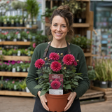 1 Large Plant - Dahlia Maggiore Fun Pomegranate, Ready to Plant in Your Garden