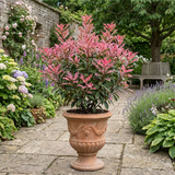 1 Photinia Fraseri Pink Crispy Plant, Evergreen Hedge Shrub, Outdoor Garden Ready, 3 Litre Root Ball
