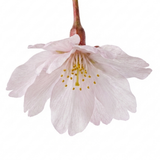 1 Prunus Kojo No Mai Flowering Hedging Plant, Low Maintenance Garden Ready, 3 Litre Root Ball