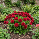 1 Bellis Habanera Red Hardy English Daisy Plant, Outdoor Garden Ready, 2 Litre Root Ball