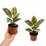 Variegated Rubber Plant Ficus Tineke, Indoor Houseplant, 12cm 1 Litre Pots