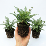 Set of 3 or 6 Soft Shield Fern Polystichum Plumosum Densum Plants, Hardy Evergreen Perennial, 1 Litre Root Ball