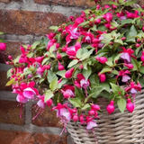Set of 3 or 6 Large, Outdoor Garden Ready Plants - Fuchsia Bella Lydia (Rose & Violet)
