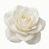 Rose - Bush - White