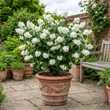 1 Philadelphus Virginal Mock Orange Plant, Fragrant White Flowering Shrub, 2L Root-Ball
