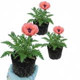 Set of 3 or 6 Papaver Orientale Victoria Louise Hardy Perennial Poppy Plants, Outdoor Garden Ready, 1 Litre Root-Ball