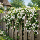 1 Live Outdoor Garden Ready Common Jasmine Plant - Jasminum officinale, 2L Pot