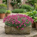 1 Arabis Aubrieta Deep Rose Plant, Hardy Evergreen Alpine Perennial, 2 Litre Root Ball