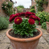 1 Bellis Habanera Red Hardy English Daisy Plant, Outdoor Garden Ready, 2 Litre Root Ball