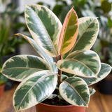 Variegated Rubber Plant Ficus Tineke, Indoor Houseplant, 12cm 1 Litre Pots
