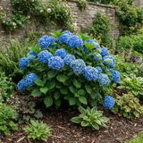 1 Large Plant - Hydrangea Blue, Ready to Plant in Your Garden, 2L Pot