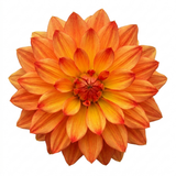1 Large Plant - Dahlia Maggiore Fun Fire, Ready to Plant in Your Garden, 3L Pot