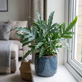 1 Phlebodium Aureum Blue Star Fern Houseplant, Pet Friendly Easy Care Indoor Plant, 17cm Root Ball