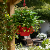 1 Strawberry Toscana Live Plant, 25cm Hanging Basket, Outdoor Garden Ready, Grow Your Own Strawberries