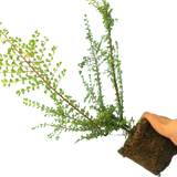 Cotoneaster Horizontalis