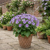 1 Senetti Lavender Flowering Plant, Hardy Summer Bedding, Outdoor Garden Ready, 17cm Root-Ball