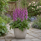 1 Large Plant - Digitalis Dalmatian Purple, Outdoor Garden Ready, 2L Pot