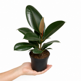 Rubber Plant Ficus Robusta, Indoor Houseplant, 12cm 1 Litre Pots