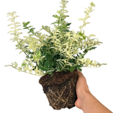 Euonymus Harlequin