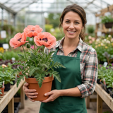 Set of 3 or 6 Papaver Orientale Garden Gnome Victoria Louise Plants, Hardy Perennial Oriental Poppy, Outdoor Garden Ready, 1 Litre Root-Ball