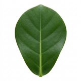 1 Clusia Rosea Autograph Tree Live Houseplant, Easy Care Indoor Tropical Plant, 17cm Root Ball