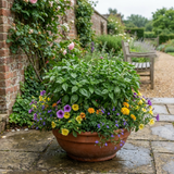 Set of 3 or 6 Basil Tauris Fresh Live Herb Plants, Aromatic Culinary Basil for Cooking & Kitchen Garden, 1 Litre Root Ball