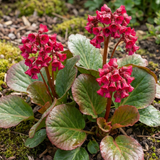 Set of 3 or 6 Bergenia Rotblum Hardy Evergreen Perennial Plants, Pink Flowering Ground Cover, Outdoor Garden Ready, 1 Litre Root-Ball