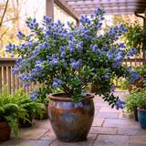1 Ceanothus Yankee Point, 7.5 Litre Root Ball, Evergreen Californian Lilac, Blue Flowering Shrub