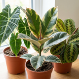 3 Rare Statement Foliage Live Indoor Plants, Tropical Houseplant Collection, 1Ltr Root Ball