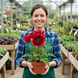 Set of 3 or 6 Papaver Orientale Beauty of Livermere Plants, Hardy Perennial Oriental Poppy, Outdoor Garden Ready, 1 Litre Root-Ball