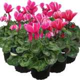 Large Cyclamen Bicolour Growers Selection