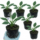 Set of 3 or 6 Large Hosta Plants - Francee Plantain Lily, Ready to Plant in Your Garden, 1L