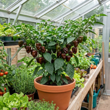 Set of 3 or 6 Large Chilli Pepper Plants - Habanero Chocolate, Ready to Plant in Your Garden