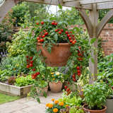 Set of 3 or 6 Large Plants - Tomato Tumbling Tom Variety, Outdoor Garden Ready, 10.5 cm