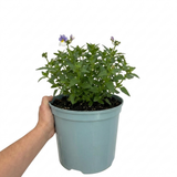 1 Large Plant - Nemesia Lady Lisa, Ready to Plant in Your Garden, 5L Pot