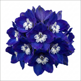 Set of 3 or 6 Delphinium Dark Blue White Bee Hardy Perennial Plants, Tall Cottage Garden Flowers, Outdoor Garden Ready, 1 Litre Root-Ball