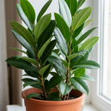 1 Ficus Moclame Indian Laurel Fig, Tropical Indoor Houseplant, Statement Plant, 5 Litre Root-ball