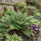 Set of 3 or 6 Evergreen Polypodium Vulgare Hardy Fern Plants for Shade Garden, Live Perennial, 11cm Root Ball
