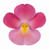 1 Large Plant - Nemesia Nuvo Rose Improved, Outdoor Garden Ready, 2L Pot