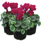 Cyclamen Silver Leaf Magenta 10.5cm