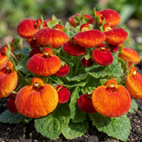 Set of 3 or 6 Garden Ready Plants – Calceolaria Calynopsis ‘Red Orange Bicolour’, Ready to Plant