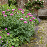Set of 3 or 6 Centaurea Dealbata Bright Rose Persian Cornflower Plants, Hardy Cottage Garden Perennial, Outdoor Garden Ready, 1 Litre Root-Ball