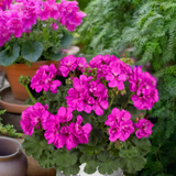 Set of 3 or 6 Large Plants - Pelargonium Toscana Dolce Vita Evi Blue, Ready to Plant