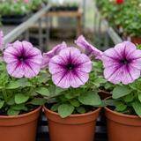 Set of 3 or 6 Large Plants - Petunia Express Pum Vein, Outdoor Garden Ready