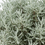 1 Santolina Chamaecyparissus Cotton Lavender Plant, Drought Tolerant Hardy Evergreen Shrub, 2L Root-Ball