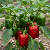 1 Sweet Pepper Redskin Plant, Grow Your Own Veg, Live Pepper Plant for Garden & Patio, 2Ltr Root-Ball