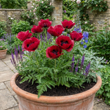 Set of 3 or 6 Papaver Orientale Beauty of Livermere Plants, Hardy Perennial Oriental Poppy, Outdoor Garden Ready, 1 Litre Root-Ball